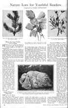 Better Homes & Gardens October 1925 Magazine Article: Nature Lore for Youthful Readers