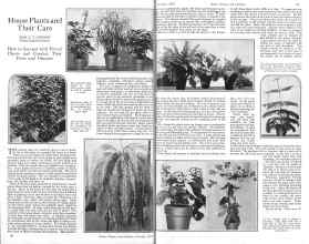 Better Homes & Gardens October 1925 Magazine Article: House Plants and Their Care