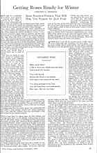 Better Homes & Gardens November 1925 Magazine Article: Getting Roses Ready for Winter