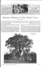 Better Homes & Gardens December 1925 Magazine Article: Intimate Glimpses of Our Native Trees