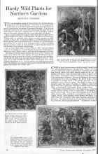 Better Homes & Gardens December 1925 Magazine Article: Hardy Wild Plants for Northern Gardens