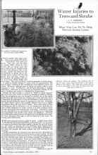 Better Homes & Gardens December 1925 Magazine Article: Winter Injuries to Trees and Shrubs
