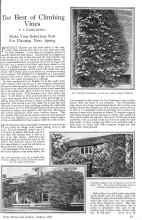 Better Homes & Gardens January 1926 Magazine Article: The Best of Climbing Vines