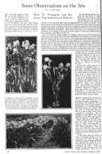 Better Homes & Gardens January 1926 Magazine Article: Some Observations on the Iris