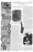 Better Homes & Gardens January 1926 Magazine Article: Controlling Peach Leaf Curl