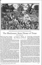Better Homes & Gardens February 1926 Magazine Article: The Bluebonnet, State Flower of Texas