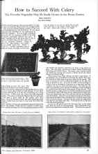 Better Homes & Gardens February 1926 Magazine Article: How to Succeed With Celery