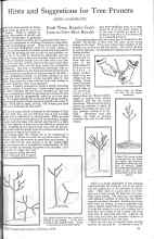 Better Homes & Gardens February 1926 Magazine Article: Hints and Suggestions for Tree Primers
