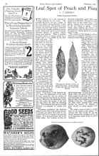 Better Homes & Gardens February 1926 Magazine Article: Leaf Spot of Peach and Plum