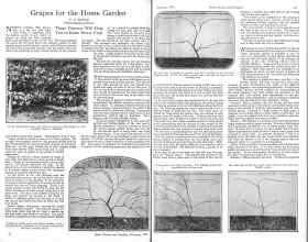 Better Homes & Gardens February 1926 Magazine Article: Grapes for the Home Garden