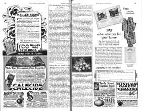 Better Homes & Gardens February 1926 Magazine Article: Onions for the Small Garden