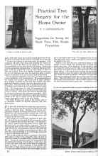 Better Homes & Gardens March 1926 Magazine Article: Practical Tree Surgery for the Home Owner