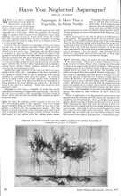 Better Homes & Gardens March 1926 Magazine Article: Have You Neglected Asparagus?