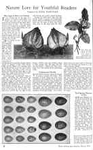 Better Homes & Gardens March 1926 Magazine Article: Nature Lore for Youthful Readers