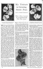 Better Homes & Gardens March 1926 Magazine Article: My Venture in Growing Sweet Peas
