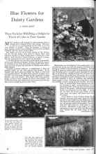 Better Homes & Gardens April 1926 Magazine Article: Blue Flowers for Dainty Gardens