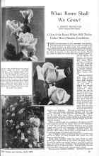 Better Homes & Gardens April 1926 Magazine Article: What Roses Shall We Grow?