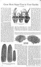 Better Homes & Gardens April 1926 Magazine Article: Grow More Sugar Corn in Your Garden