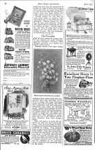 Better Homes & Gardens April 1926 Magazine Article: The Coreopsis