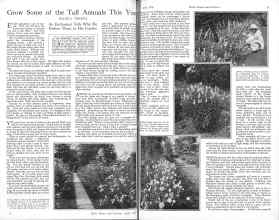 Better Homes & Gardens April 1926 Magazine Article: Grow Some of the Tall Annuals This Year