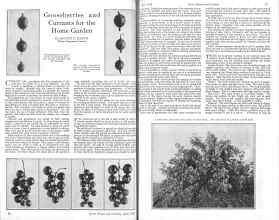 Better Homes & Gardens April 1926 Magazine Article: Gooseberries and Currants for the Home Garden