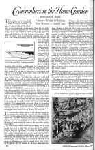 Better Homes & Gardens May 1926 Magazine Article: Cucumbers in the Home Garden