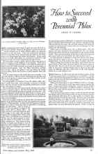 Better Homes & Gardens May 1926 Magazine Article: How to Succeed with Perennial Phlox