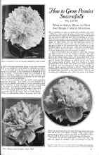Better Homes & Gardens June 1926 Magazine Article: How to Grow Peonies Successfully