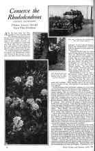 Better Homes & Gardens June 1926 Magazine Article: Conserve the Rhododendrons
