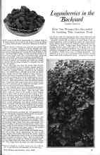 Better Homes & Gardens June 1926 Magazine Article: Loganberries in the Backyard