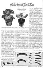 Better Homes & Gardens July 1926 Magazine Article: Garden Insects You'll Meet