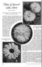 Better Homes & Gardens August 1926 Magazine Article: How I Succeed with Asters