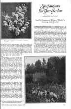 Better Homes & Gardens August 1926 Magazine Article: Snapdragons For Your Garden