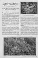Better Homes & Gardens September 1926 Magazine Article: Lupine Possibilities
