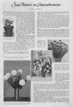 Better Homes & Gardens September 1926 Magazine Article: Some Pointers on Chrysanthemums