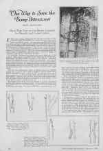 Better Homes & Gardens September 1926 Magazine Article: One Way to Save the Bonny Bittersweet