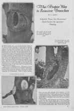 Better Homes & Gardens October 1926 Magazine Article: The Proper Way to Remove Branches