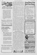 Better Homes & Gardens October 1926 Magazine Article: Perpetual Poinsettias