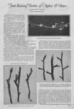 Better Homes & Gardens December 1926 Magazine Article: Fruit-Bearing Habits of Apples & Pears