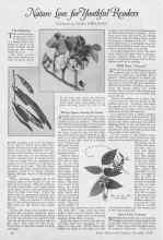 Better Homes & Gardens December 1926 Magazine Article: Nature Lore for Youthful Readers
