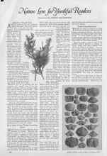 Better Homes & Gardens January 1927 Magazine Article: Nature Lore For Youthful Readers