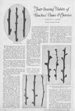 Better Homes & Gardens February 1927 Magazine Article: Fruit-Bearing Habits of Peaches, Plums & Cherries