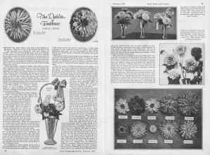Better Homes & Gardens February 1927 Magazine Article: The Dahlia of Tomorrow