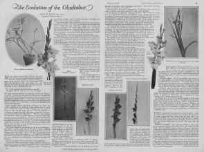 Better Homes & Gardens February 1927 Magazine Article: The Evolution of the Gladiolus