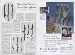 Better Homes & Gardens February 1927 Magazine Article: Page 36