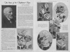 Better Homes & Gardens March 1927 Magazine Article: The Home of the Radiance Rose