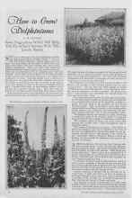 Better Homes & Gardens May 1927 Magazine Article: How to Grow Delphiniums