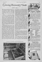 Better Homes & Gardens May 1927 Magazine Article: Growing Perennials from Seeds