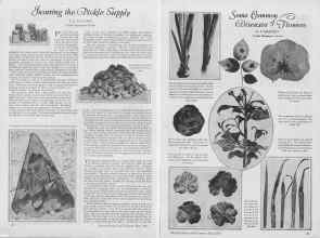 Better Homes & Gardens May 1927 Magazine Article: Page 20