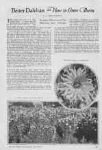 Better Homes & Gardens June 1927 Magazine Article: Better Dahlias and How to Grow Them